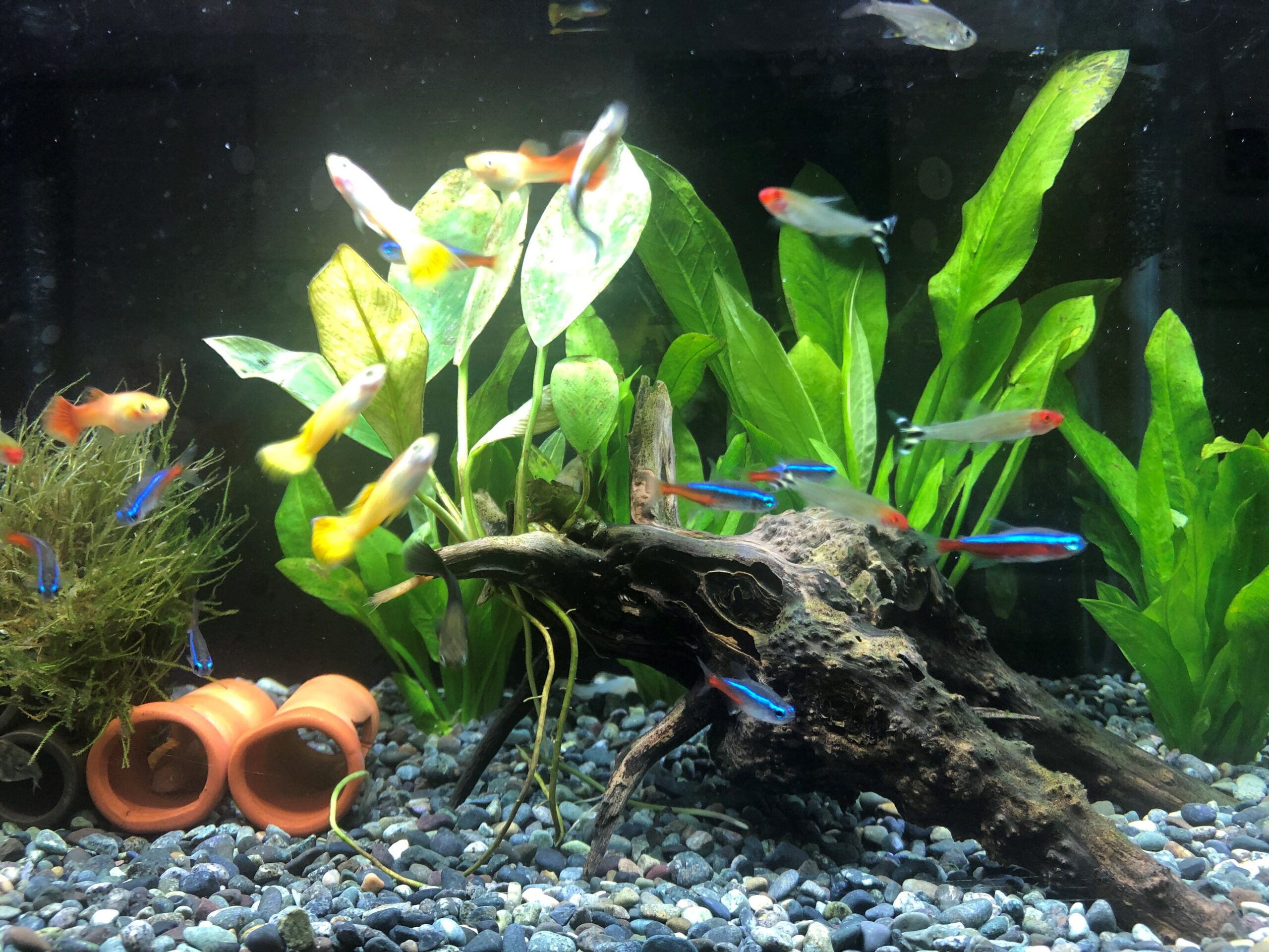 熱帯魚の飼育 志水製作所