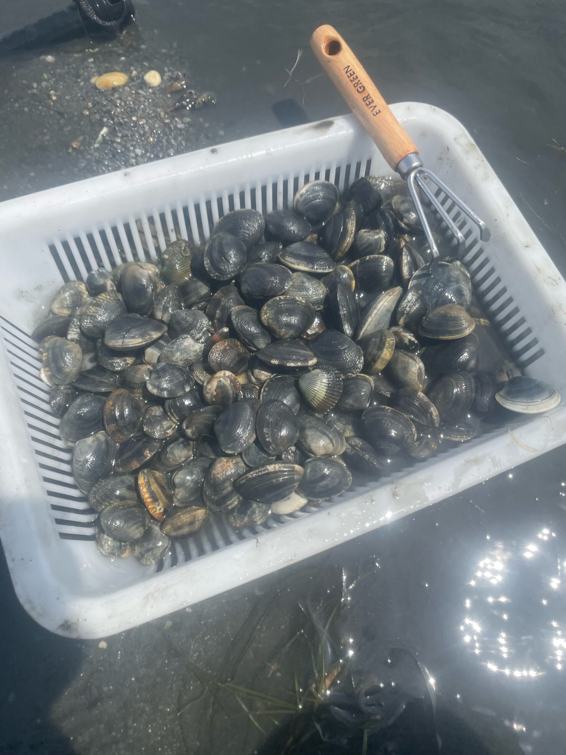 千葉 中古 ステンレス製 カゴ 貝 漁民具 ハマグリ アサリ